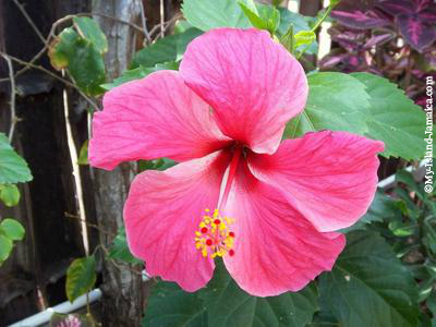 Beautiful Jamaican Flower, Embarrassing Moment