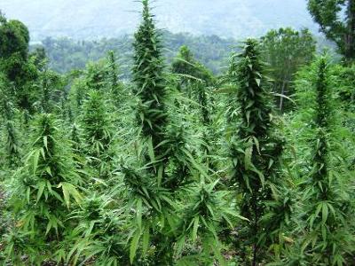 Biggest Weed Plant