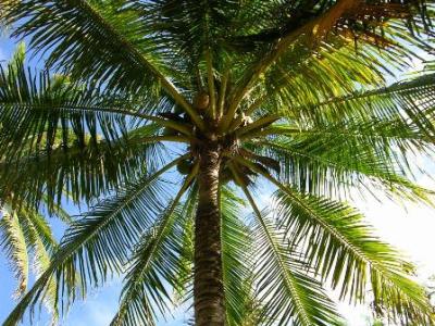 Jamaica Plant 'Coconut Tree'