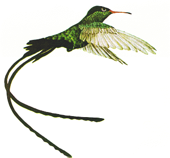 Pictures Birds on Bird Of Jamaica  The Jamaica Hummingbird Also Called The Doctor Bird