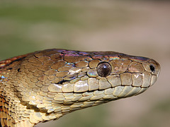 The Beautiful Jamaican Boa Snake!