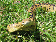 The Beautiful Jamaican Boa Snake!