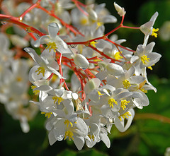 flowers jamaican jamaica flower most plants flowering island selected