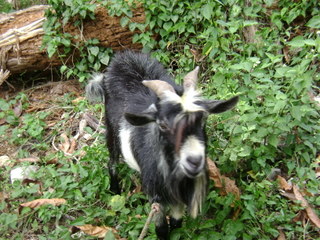 Jamaican Vacation- Goats
