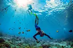 One of the most popular activities in Negril is snorkeling and there are plenty of great places to do it. Here the best spots for snorkelling in Negril Jamaica.