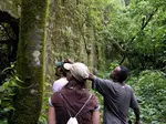 There is more to Jamaica than just beaches and waterfalls, these Jamaican nature tours will get you in touch with mother nature. 