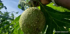How healthy is breadfruit? What does it taste like? Is breadfruit a fruit or vegetable? We answer these questions and more.