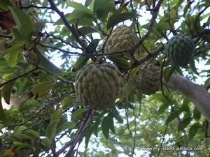 So far, we have introduced you to moutainsop and soursop…now we’re on to sweetsop! What are the health benefits of the Jamaican sweetsop?