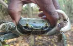 In this special article, I share highlights from my recent Crab Hunting In Jamaica adventure. It was an amazing experience learning how to catch land crabs!