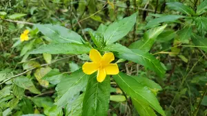 We are blessed to have a treasure trove of herbs, however the Jamaica Ram Goat Dash Along is a special one. 