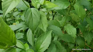 Test Your Jamaican Herbal Wisdom Quiz