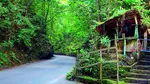 Take a stroll or hike through Fern Gully Jamaica, the nature lover’s paradise to experience endemic flora and fauna.