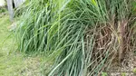 The health benefits of Jamaican fever grass are well documented. And there is new talk about its effectiveness against coronavirus. Is that true? Lets review.