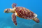 Jamaica’s aquatic life is a huge attraction and swimming with sea turtles in Jamaica as well as other sea creatures is an activity many look forward to.