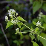 What is the Jack in the Bush plant in Jamaica? This versatile herb has a plethora of health benefits that will improve your day to day lives.