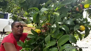 Guava adds more benefits to tropical smoothies than you may expect. Let's look at the health and medicinal benefits of Guava?