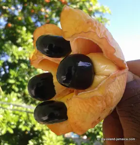 What fruit is Jamaica known for? Being a tropical island, many fruits can be found here including some native only to Jamaica. Here are the favourites.