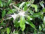 The beautiful Jamaican caper flower; the 'perfect' plant.