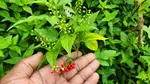 Take a peak at the amazing properties and the potential benefits of one of our most potent herbs, the Jamaican Dog Blood bush.