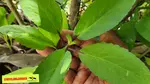 Leaf of life is one of the plants in Jamaica’s “cure-all collection”. But what exactly does the leaf of life do? Does it have health benefits?