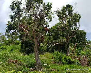 It's allspice berries are the most aromatic in the world! So what is special about this plant? Read on to learn more about this, the Jamaican pimento tree.