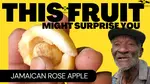 The Jamaican Rose Apple, as delicious as it is, is a dying fruit. But where is it from? What are its benefits and uses?