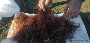 Jamaicans have some plants that they swear by and the superfood, Irish Moss is among them. Why do Jamaicans drink Irish Moss?