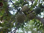 Though mostly cherished for its taste, you will be surprised by the many benefits of the Jamaican Sweetsop.