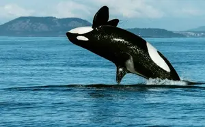 Well, we already know Jamaica has many sea animals including fish, shellfish and dolphins. But are there any others, are there whales in Jamaica?