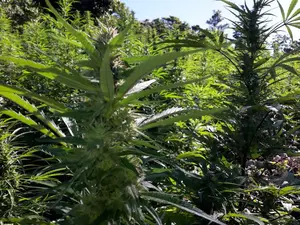 So you are heading to Jamaica, the “marijuana haven” and you are ready to partake openly and freely, because you can, right? Is Cannabis legal in Jamaica?