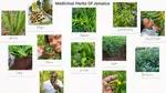 Here they are! The top 101 medicinal herbs of Jamaica. These ancient wonders that have provided effective natural healing from our parents and fore-parents. Ready?