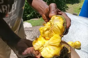 Jamaican mountain sop fruit