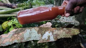 root tonics in jamaica