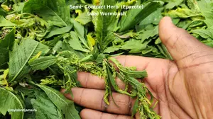 semi-contract-wormbush-herb-apazote-jamaica