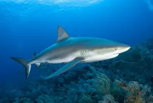 Are there Sharks In Jamaica? If so, what kind of sharks in its Caribbean waters? What is the truth about Caribbean sharks? We have the answer here.