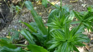 spirit_weed_culantro_fitsweed_jamaica