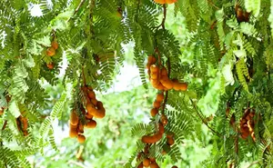 tamarind in jamaica