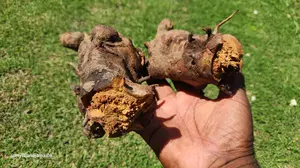 what_is_chaney_root