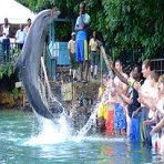 dolphin_jumping_up_with_crowd at Dolphin Cove