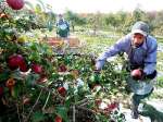 Can Jamaicans Work in the US? | Image Source: Jamaica Observer