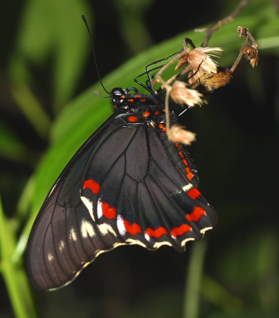 jamaica_butterfly_polydamasthyamus2