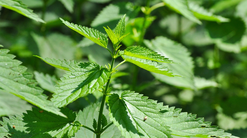 mystery shopper jobs in jamaica The Jamaican Stinging Nettle Plant