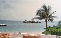 couples_resort_jamaica_palm_tree