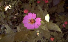 jamaican_flowers_1