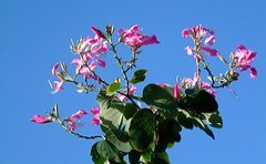 jamaican_flowers_12