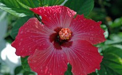 jamaican_flowers_15