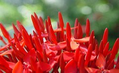 jamaican_flowers_18