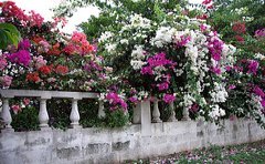 jamaican_flowers_25