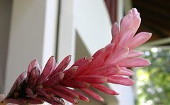 jamaican_flowers_3