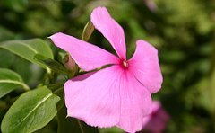 jamaican_flowers_6